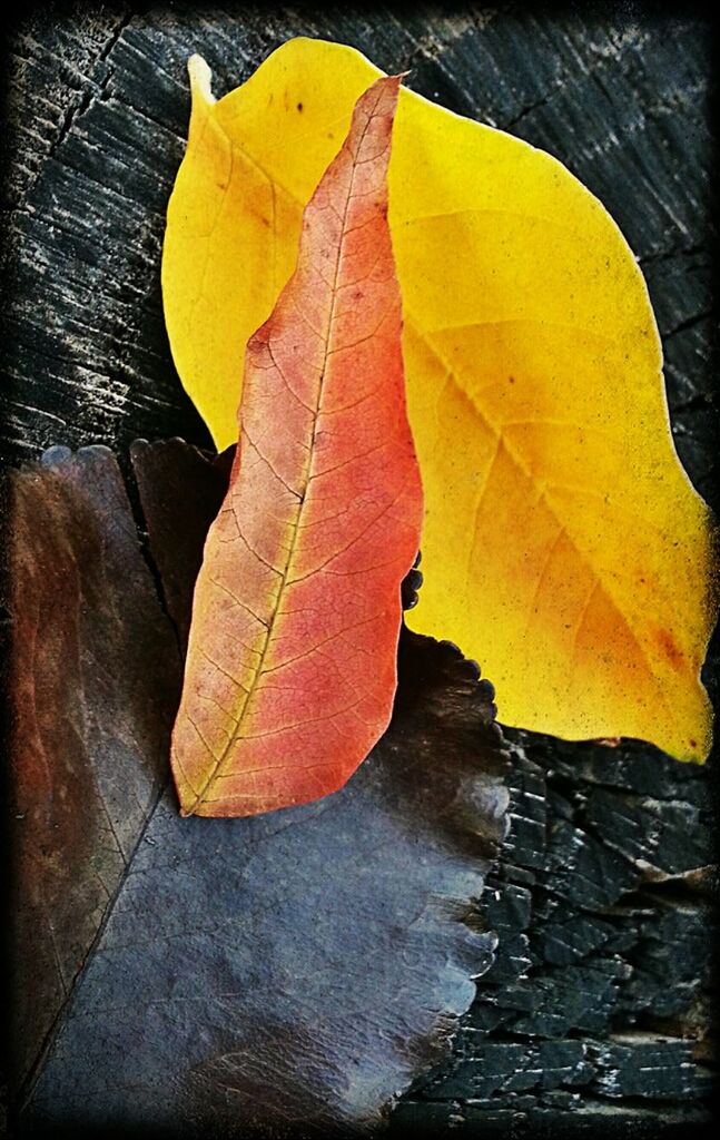 CLOSE-UP OF LEAVES ON GROUND