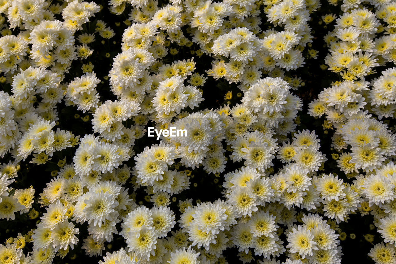 FULL FRAME SHOT OF YELLOW FLOWERING PLANT