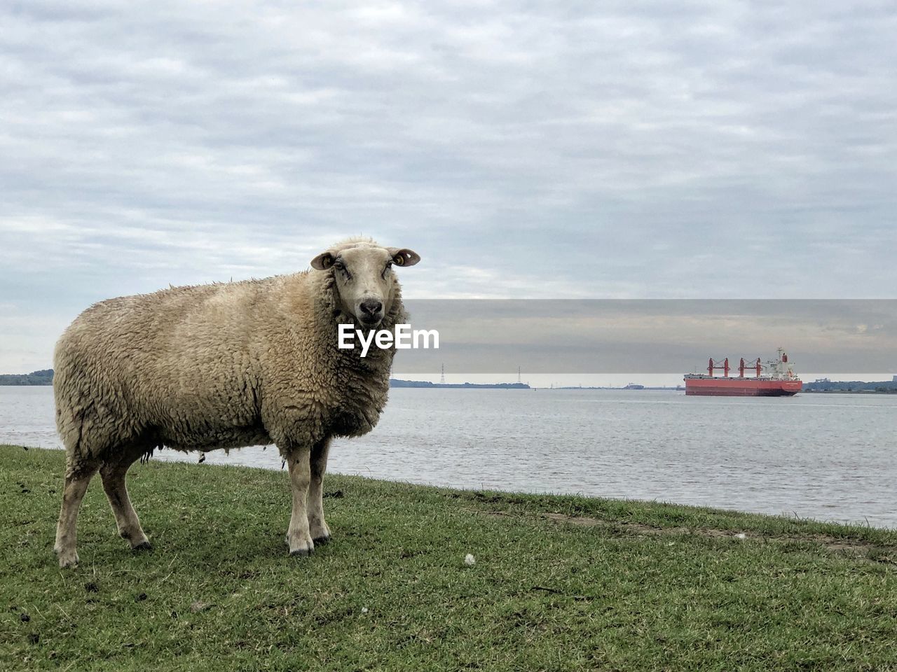 SHEEP STANDING ON FIELD