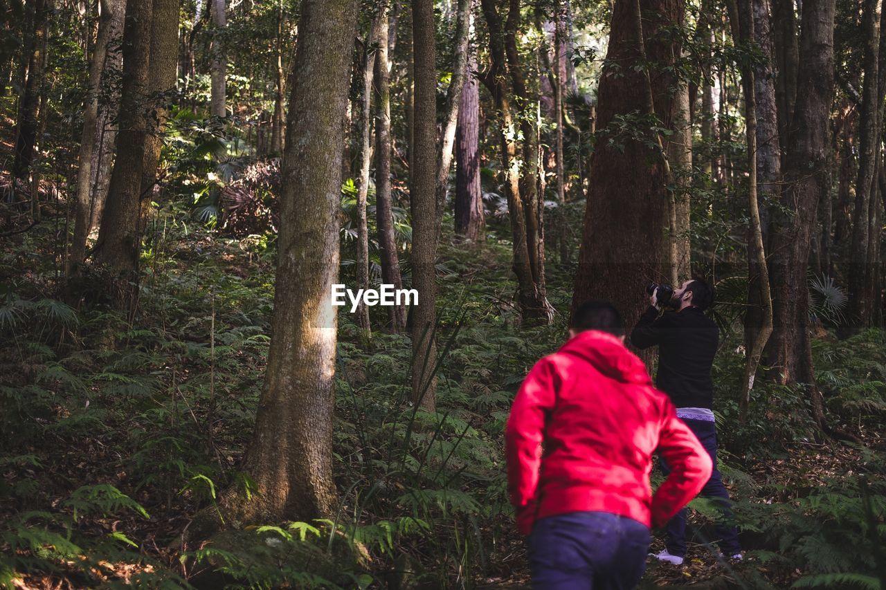 Man photographing trees in forest at helensburgh