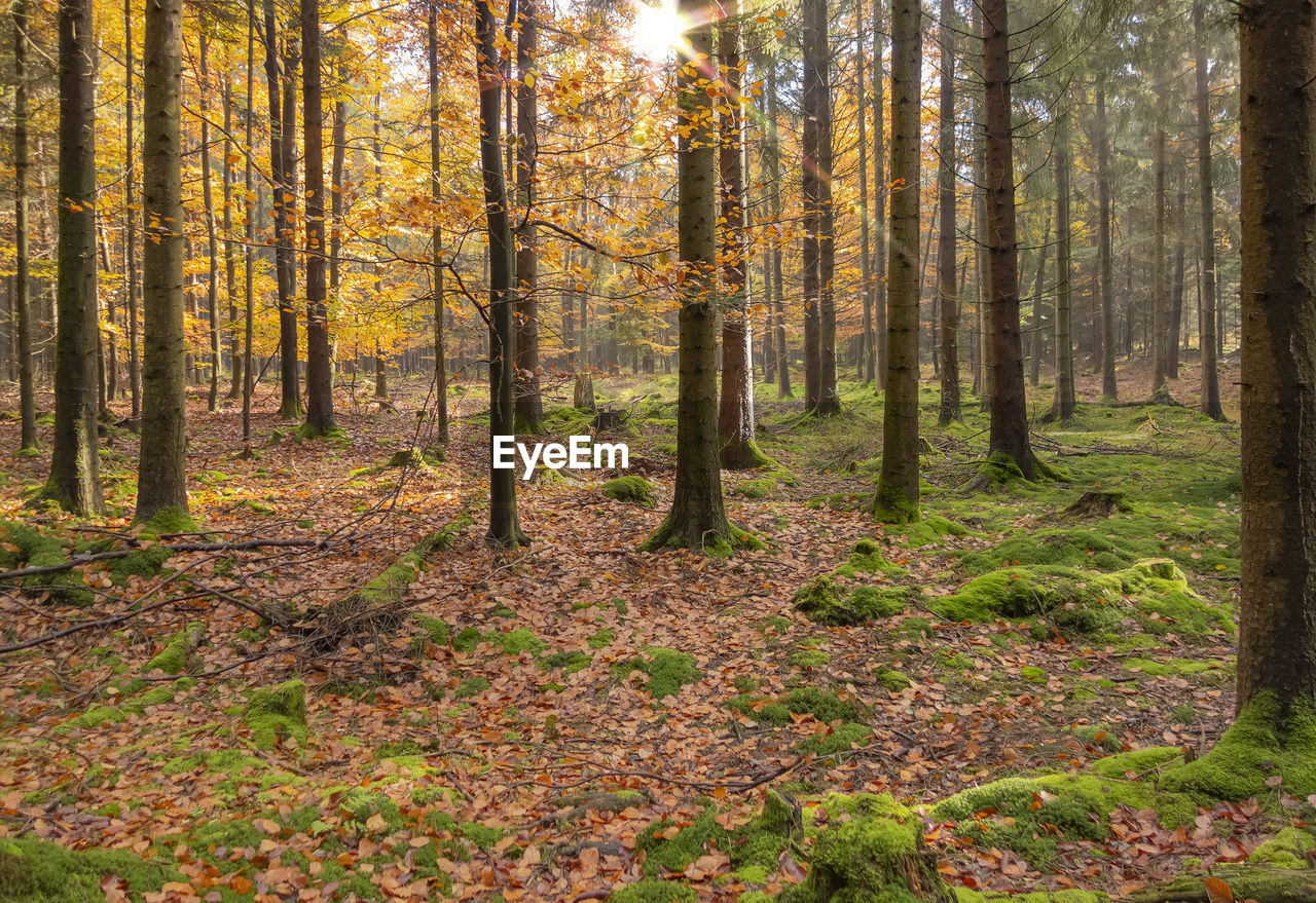 trees in forest during autumn