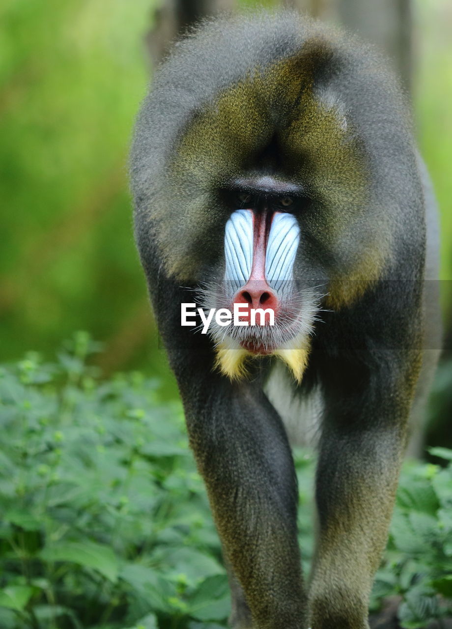 MONKEY ON FIELD