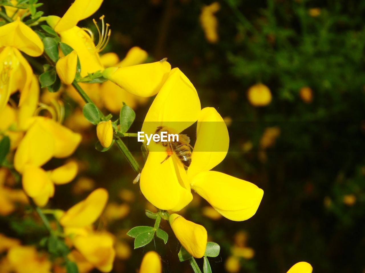 CLOSE-UP OF BEE POLLINATING YELLOW FLOWER