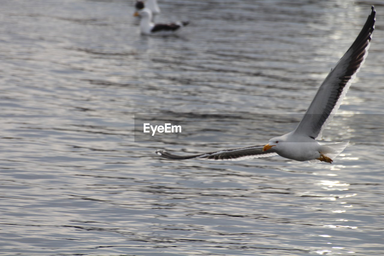 VIEW OF SEAGULL FLYING OVER LAKE