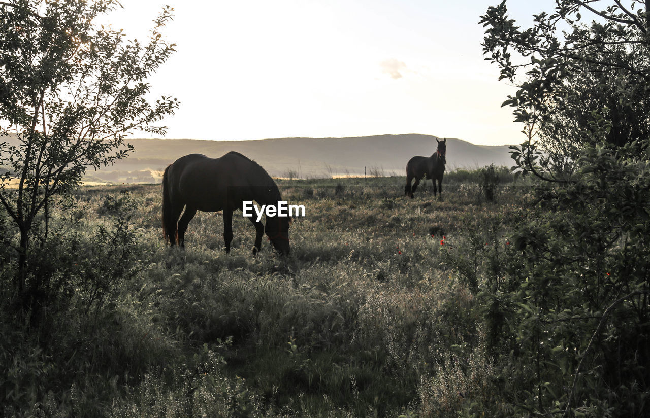 HORSES IN A FIELD