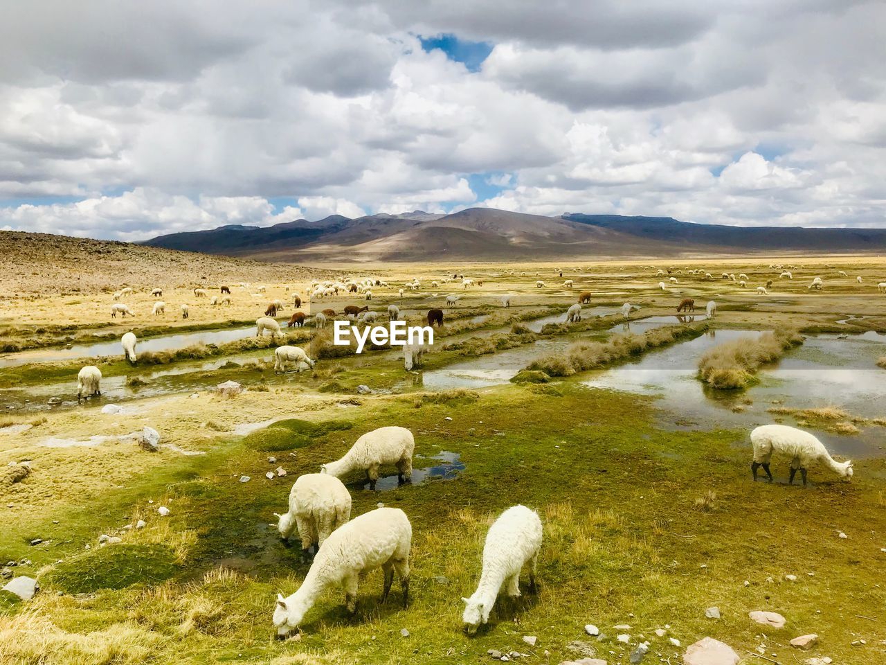 VIEW OF SHEEP GRAZING IN FIELD