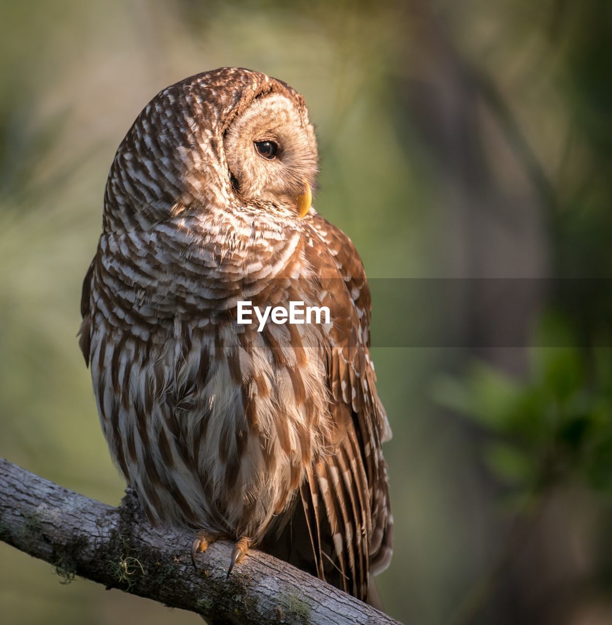 CLOSE-UP OF BIRD PERCHING ON BRANCH