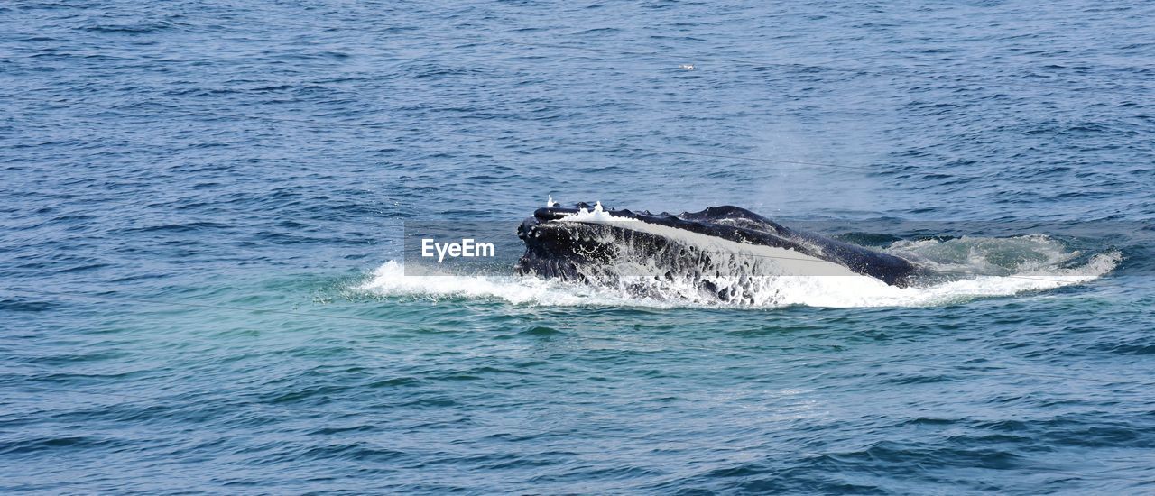 Humpback whale surfacing and feeding in the atlantic ocean