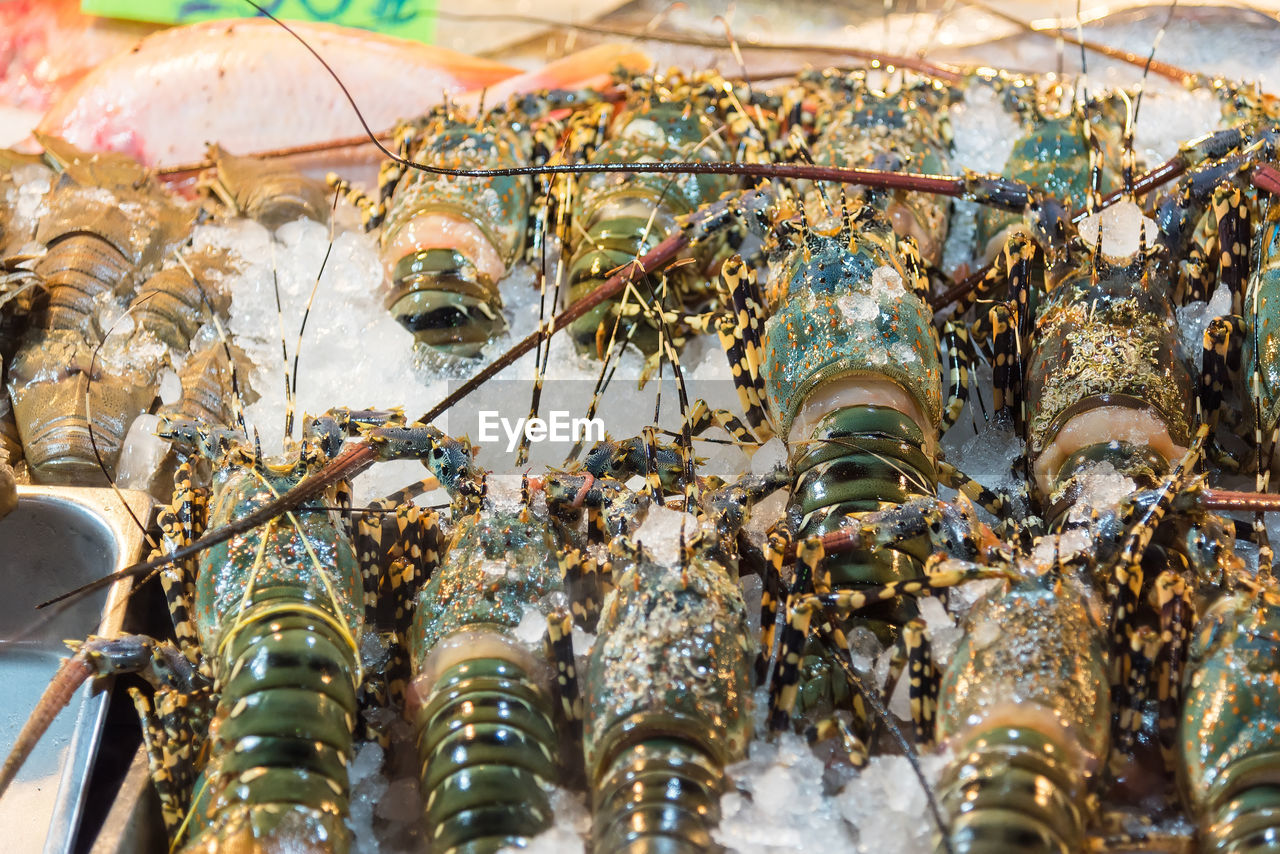 Close-up of lobsters on crushed ice