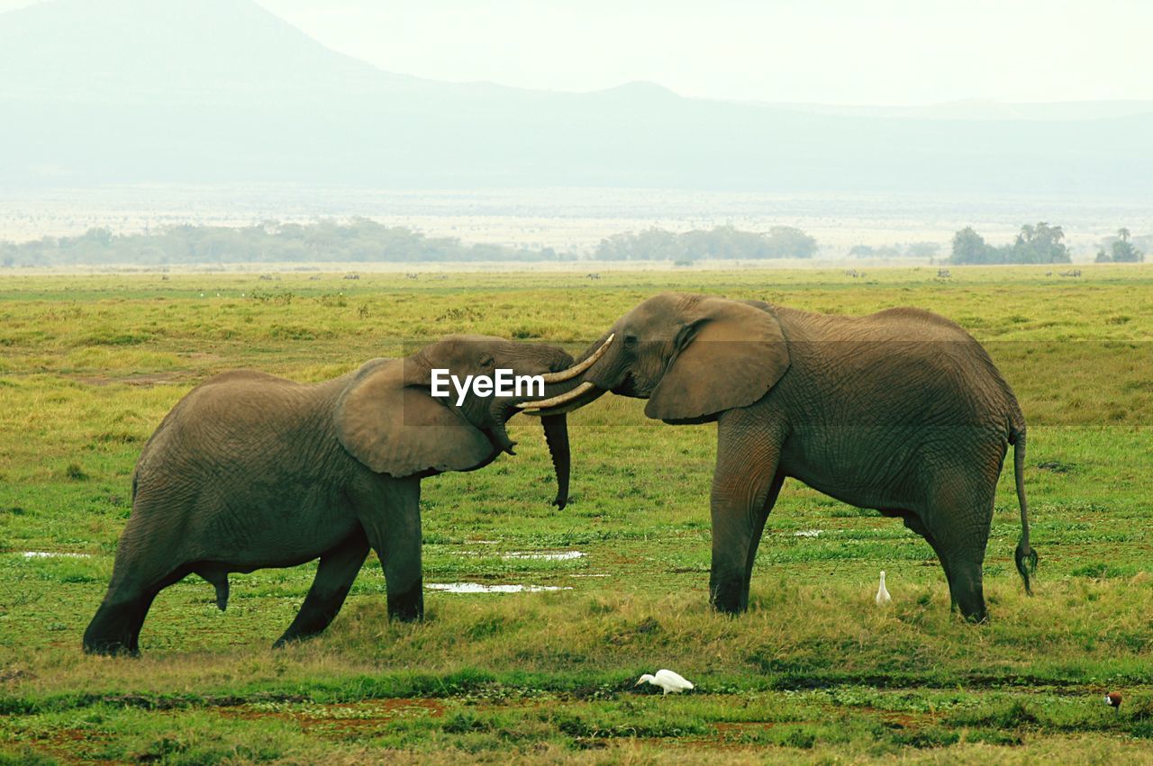 Elephants fighting on grass field