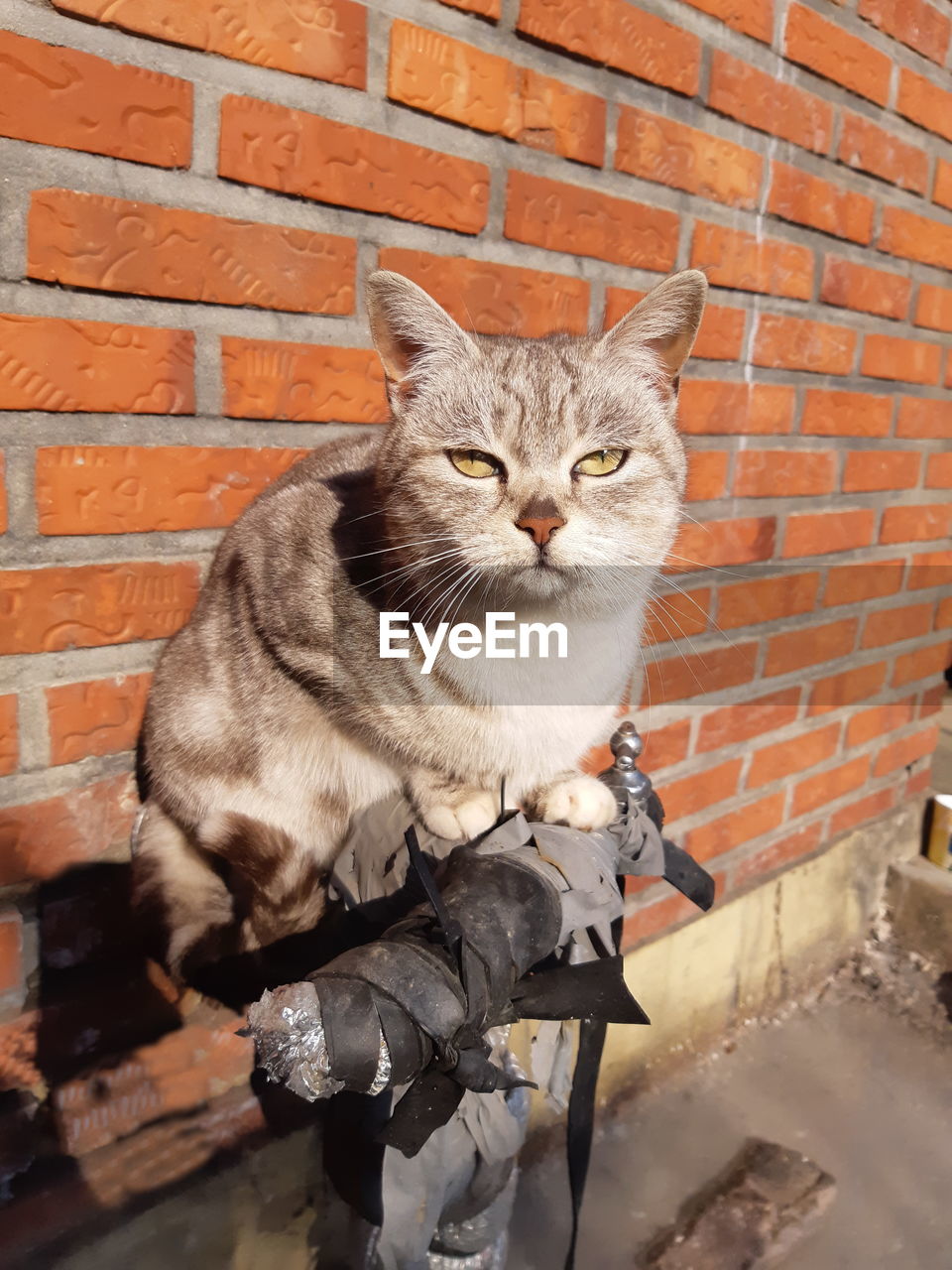 PORTRAIT OF A CAT AGAINST WALL