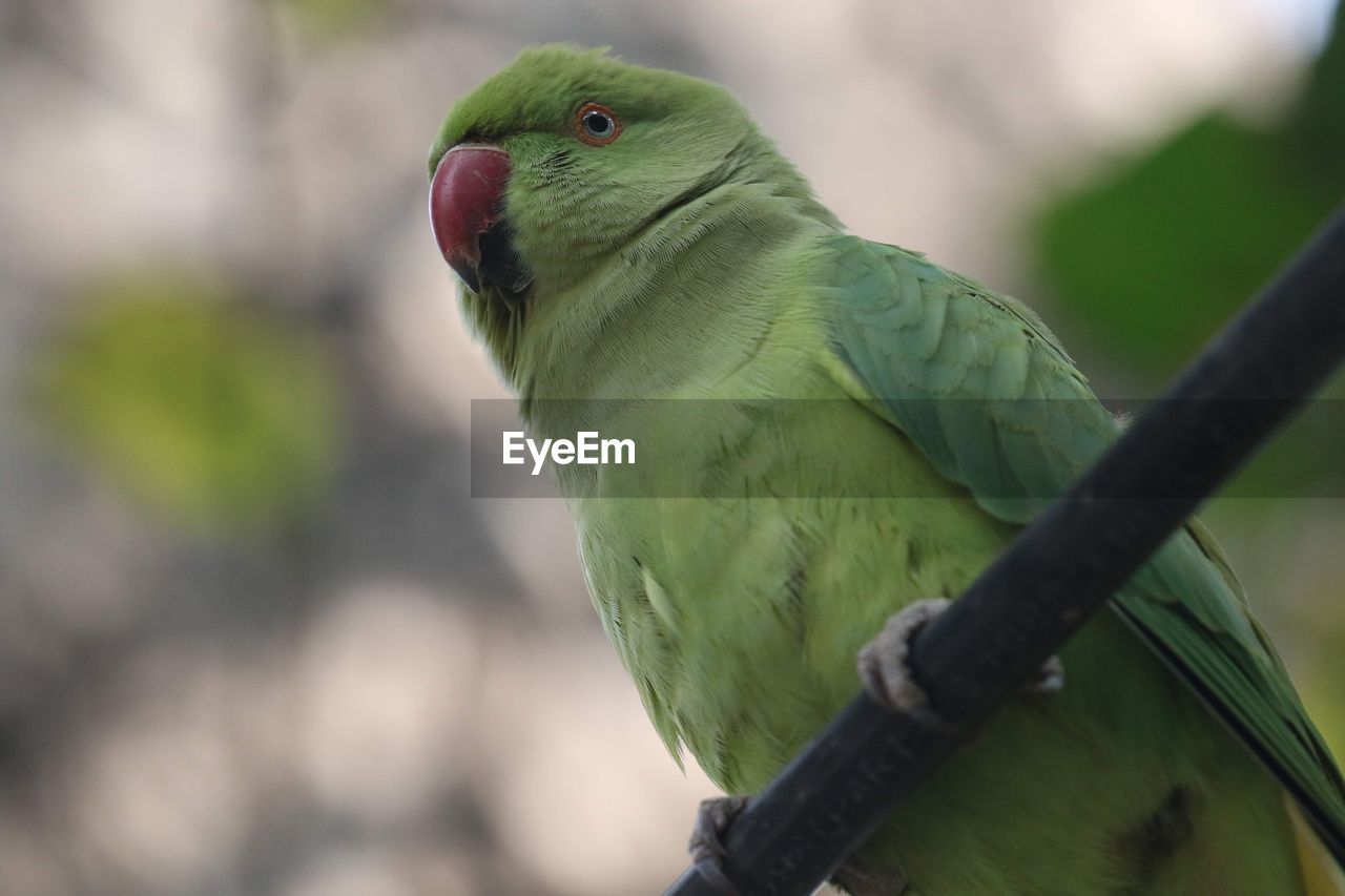 Close-up of parrot perching on tree