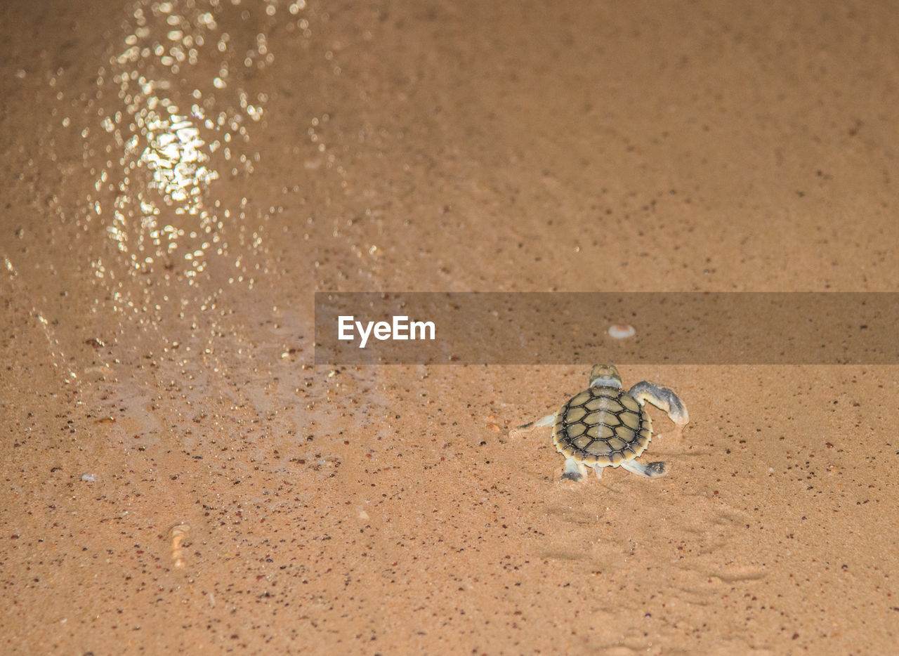 High angle view of baby turtle on wet beach