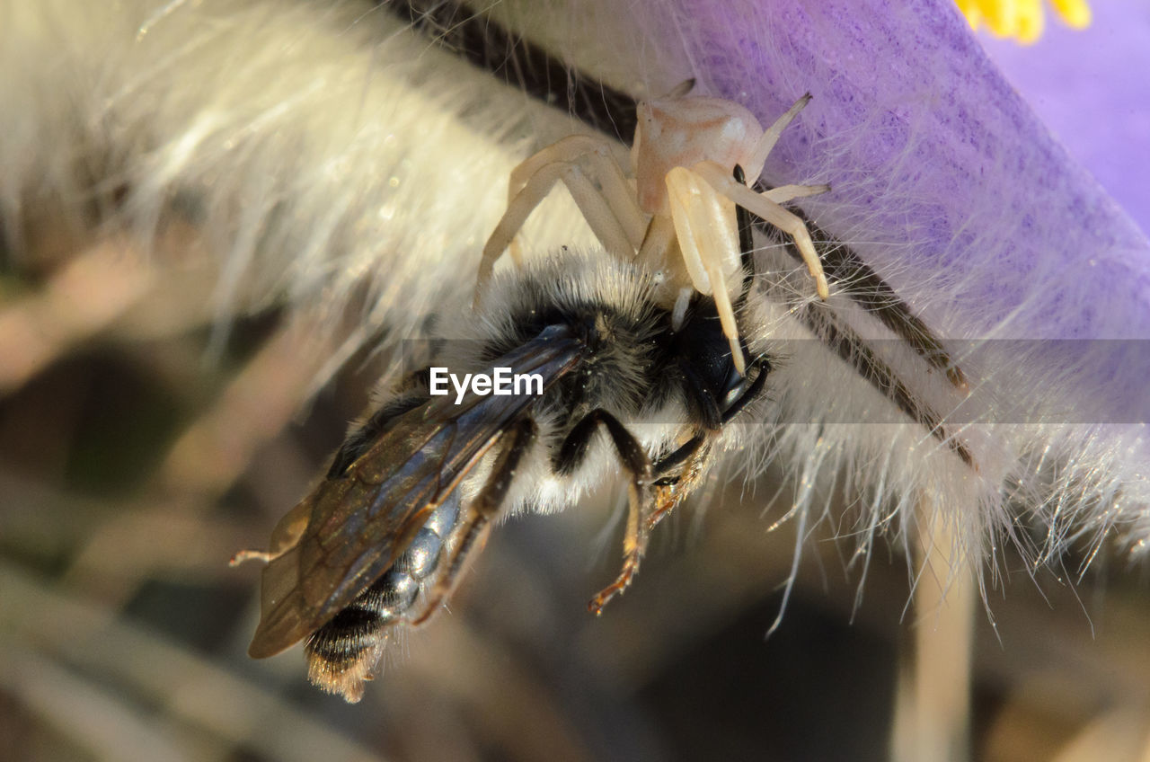 CLOSE-UP OF HONEY BEE POLLINATING FLOWER