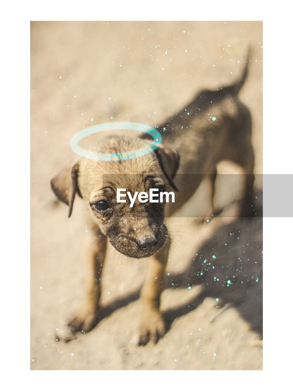 PORTRAIT OF DOG WEARING SUNGLASSES ON WALL OUTDOORS