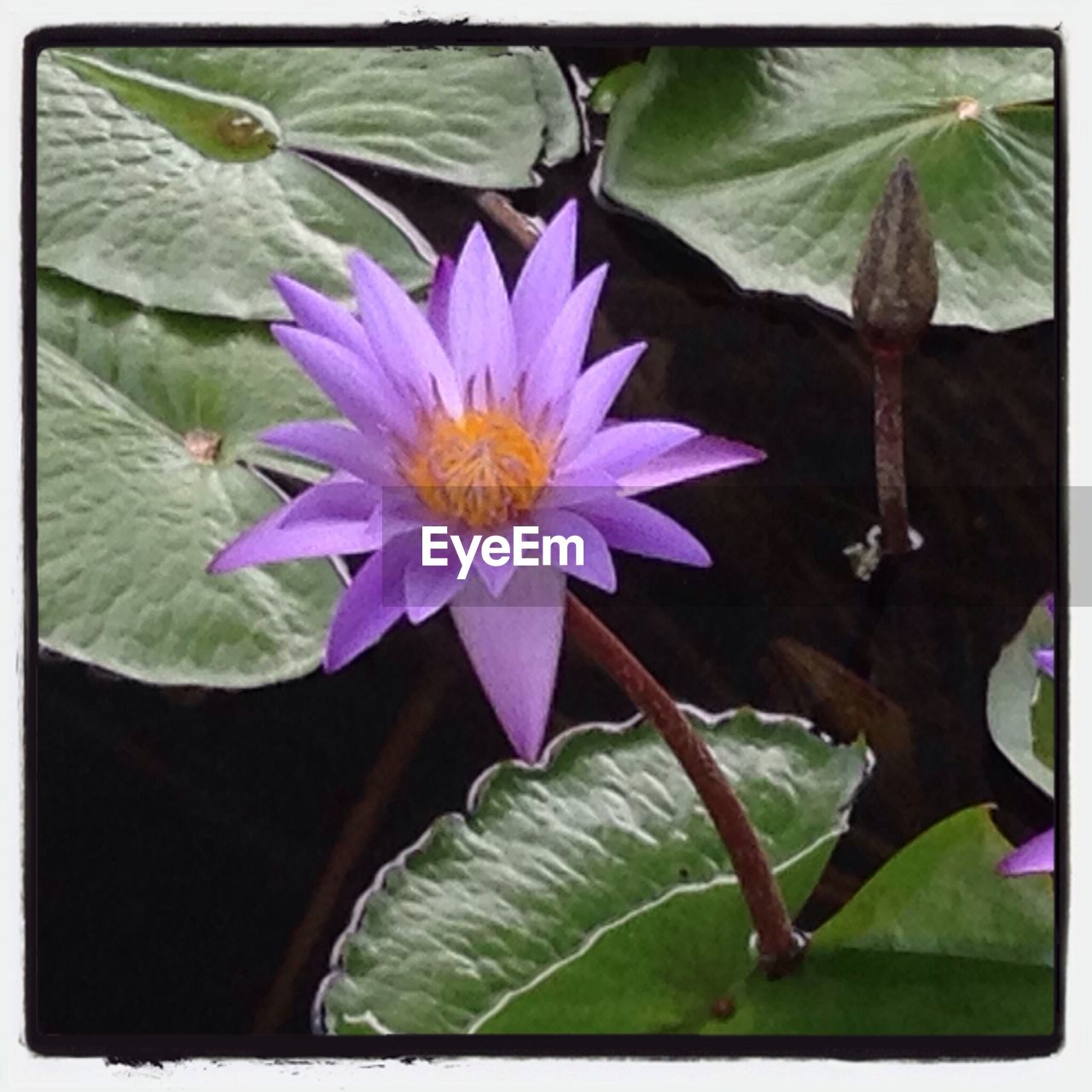 CLOSE-UP OF LOTUS WATER LILY IN POND