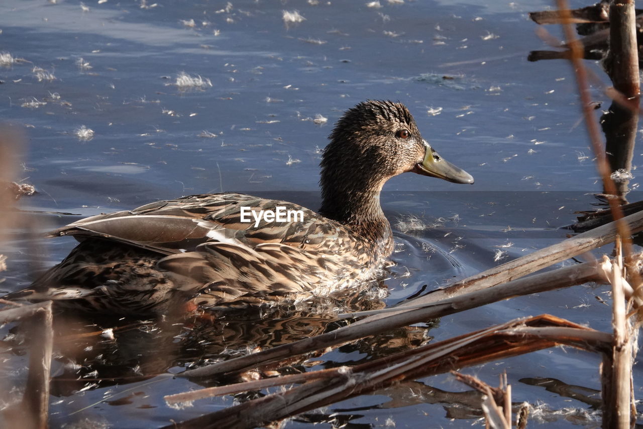 DUCK SWIMMING ON LAKE