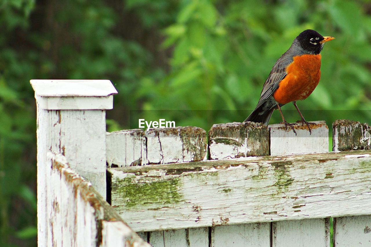 Bird on wooden fence against blurred background