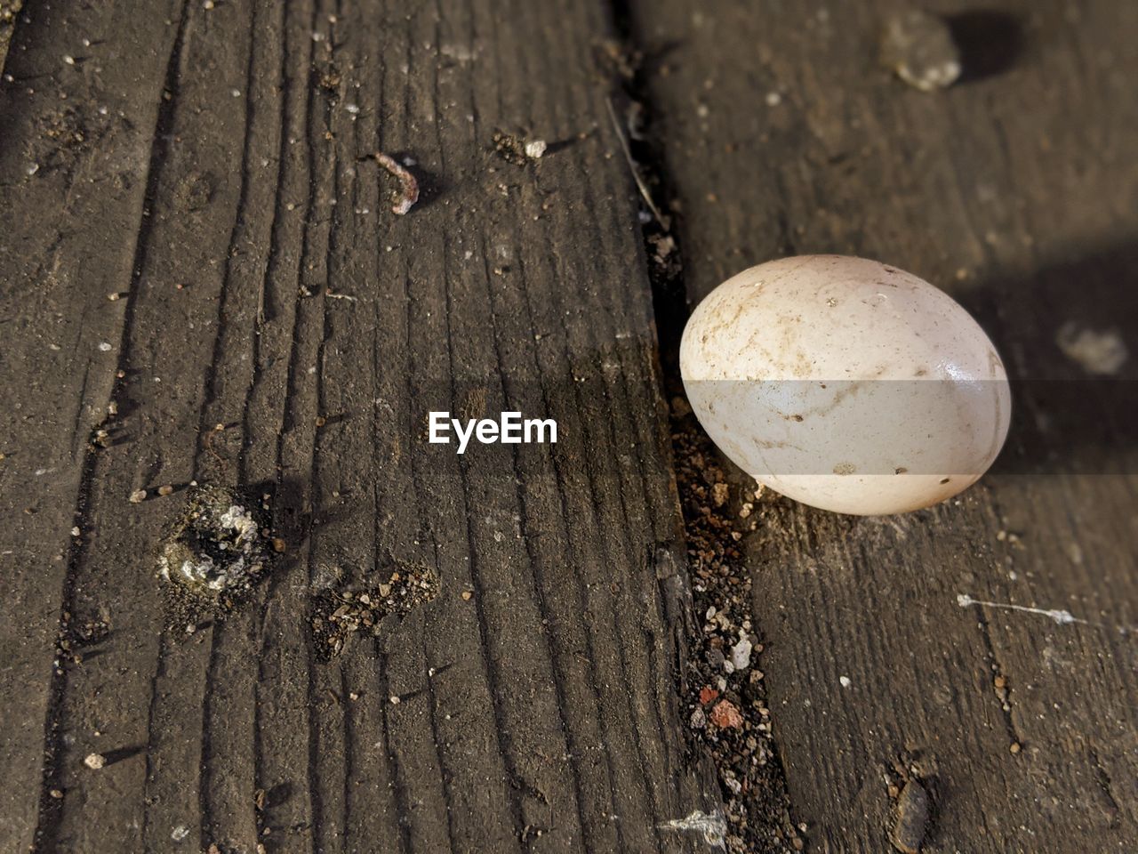 HIGH ANGLE VIEW OF ONIONS ON WOOD