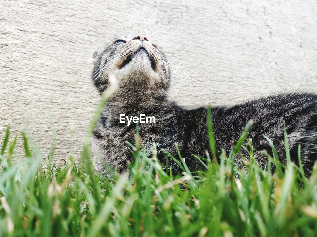 VIEW OF A CAT ON FIELD