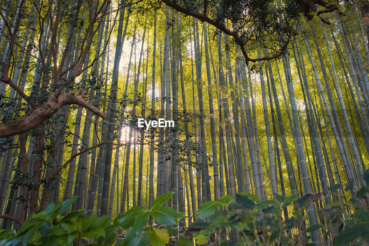 LOW ANGLE VIEW OF BAMBOO TREE IN FOREST