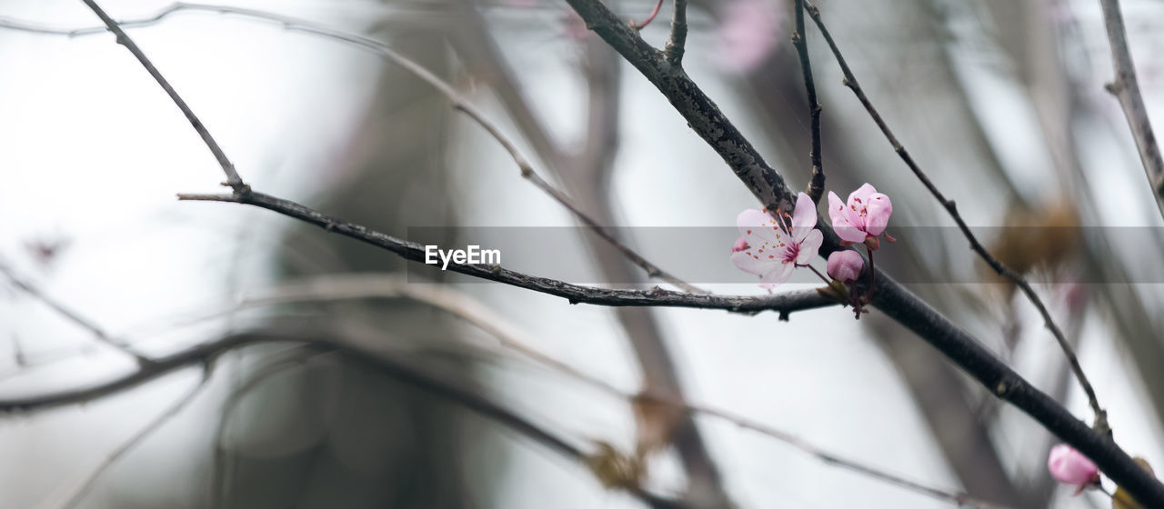 plant, spring, flower, flowering plant, twig, branch, tree, beauty in nature, nature, pink, blossom, freshness, springtime, fragility, growth, no people, close-up, winter, focus on foreground, outdoors, selective focus, petal, day, tranquility, leaf, botany