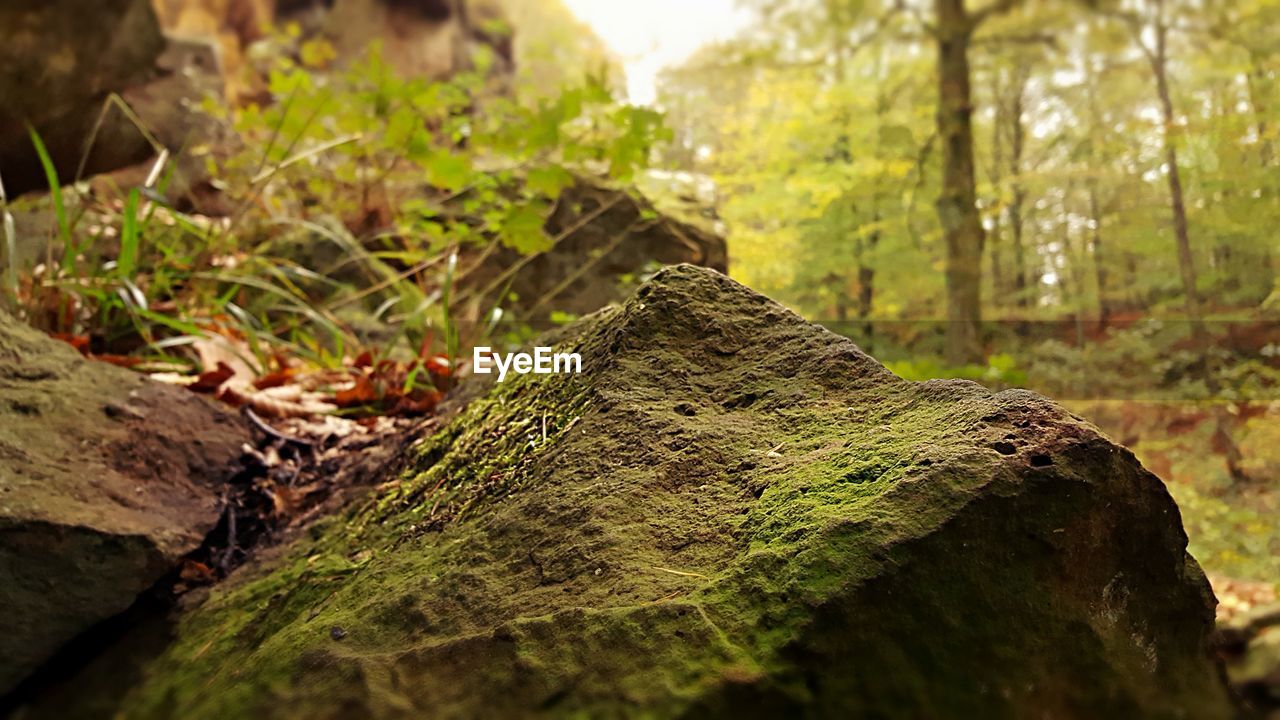 CLOSE-UP OF TREE TRUNK