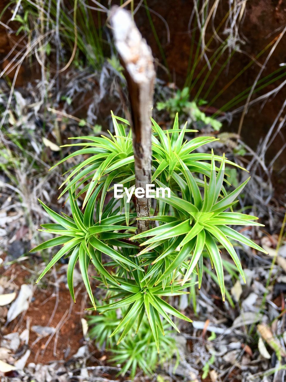 CLOSE-UP OF PLANT GROWING ON FIELD