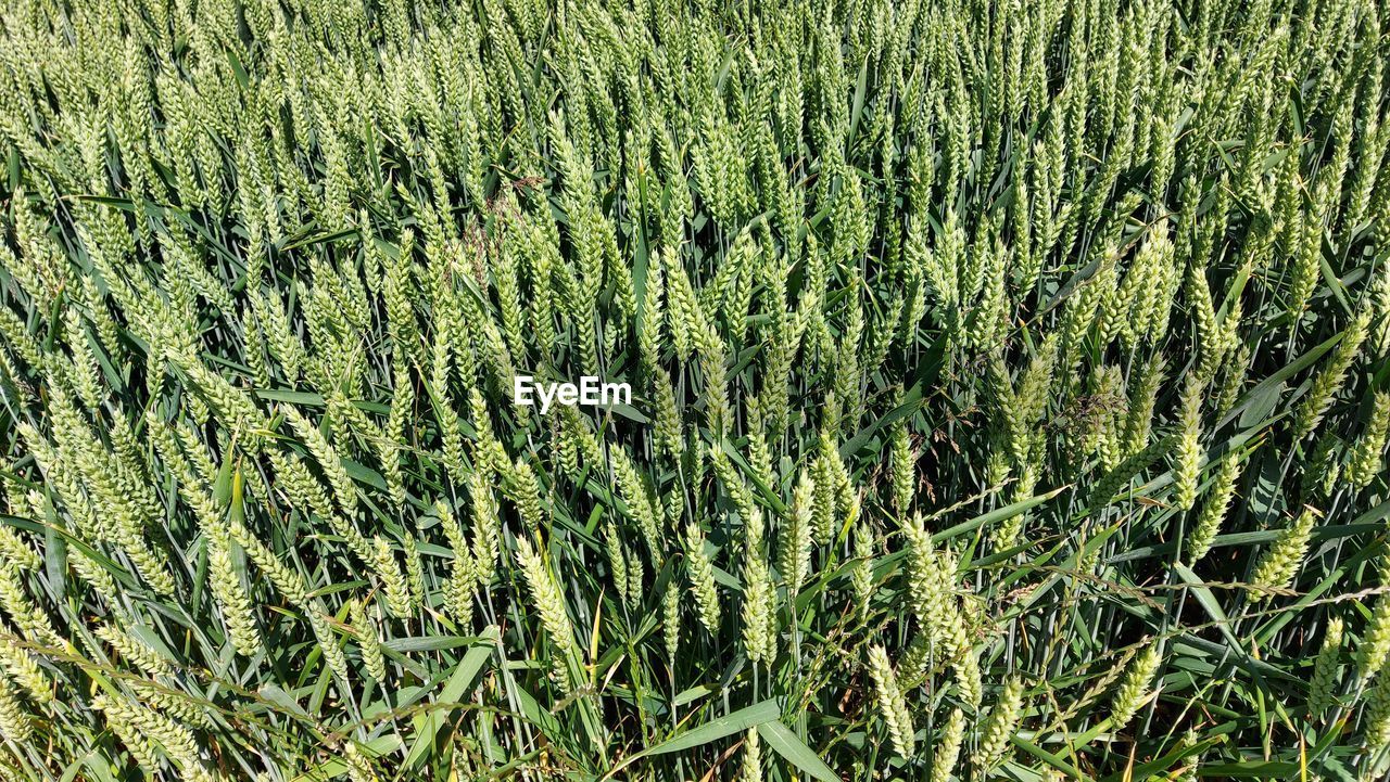 plant, growth, green, full frame, field, backgrounds, beauty in nature, land, nature, no people, crop, day, grass, tranquility, agriculture, high angle view, outdoors, rural scene, landscape, farm, sunlight, close-up, food, freshness