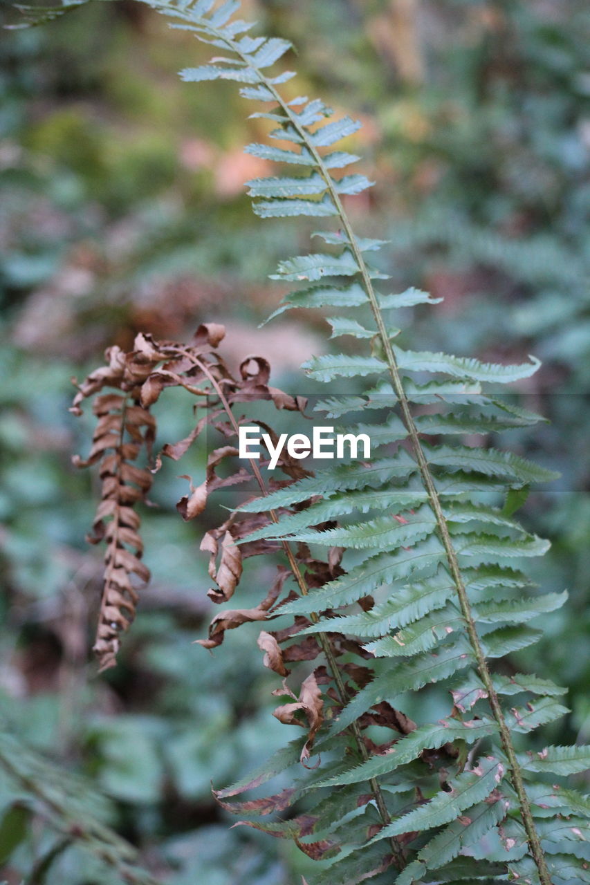 CLOSE-UP OF PLANTS