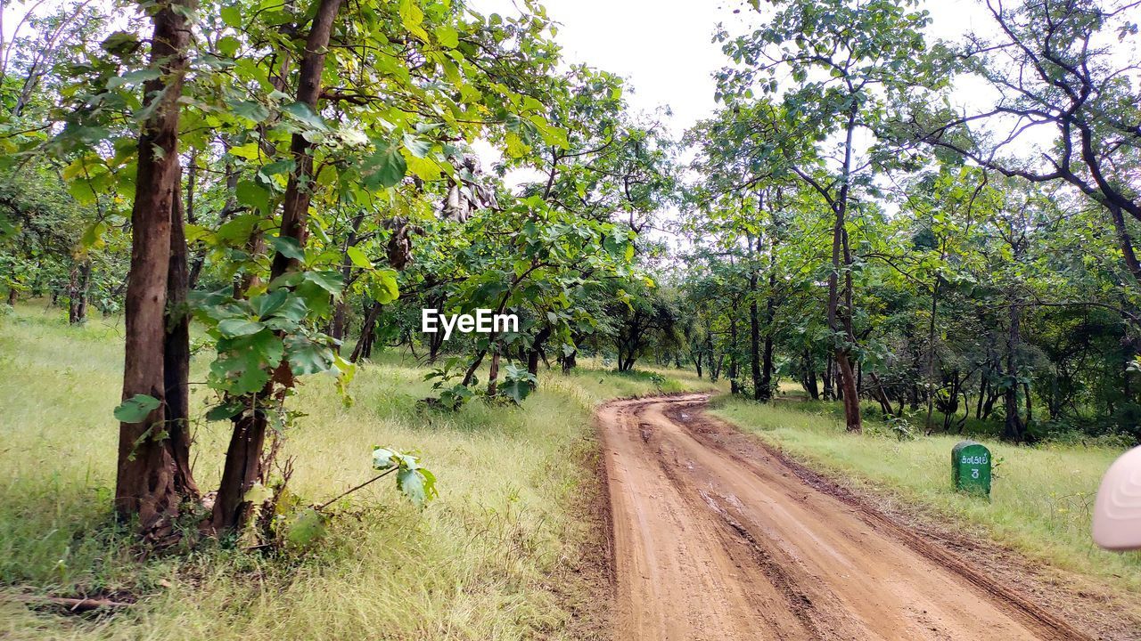 DIRT ROAD AMIDST TREES AND PLANTS IN FOREST