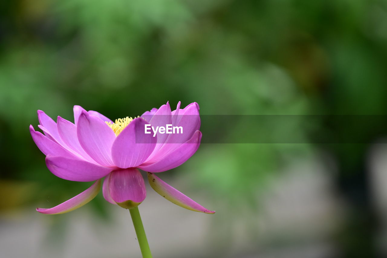 flower, flowering plant, plant, freshness, beauty in nature, pink, petal, close-up, flower head, fragility, inflorescence, nature, macro photography, focus on foreground, no people, water lily, blossom, growth, plant stem, outdoors, springtime, lotus water lily, water, leaf, lake, plant part, botany, social issues, environment, lily, copy space, day