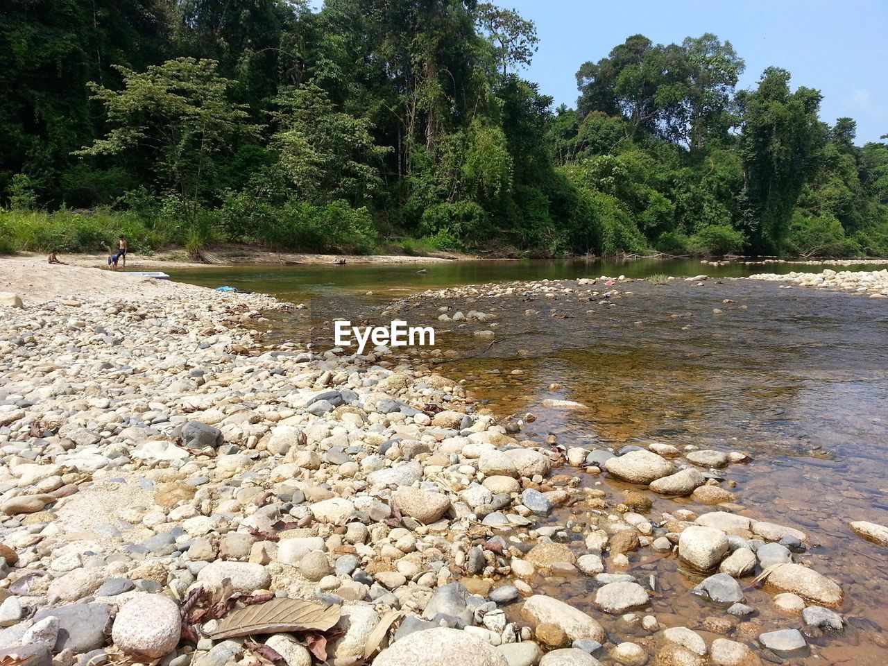 SCENIC VIEW OF RIVER IN FOREST