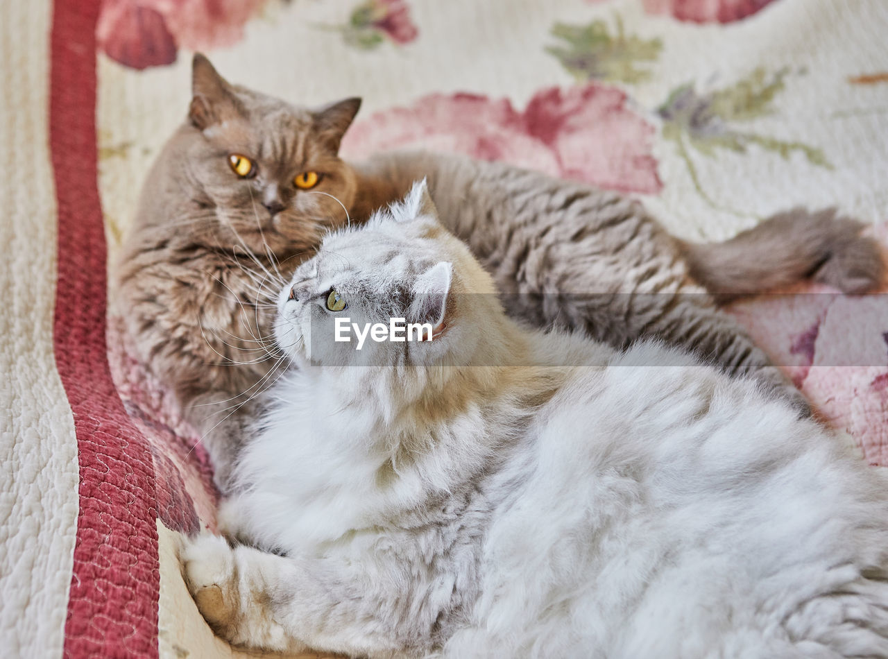 Two british cats, longhaired and shorthaired, look out the window on the bed