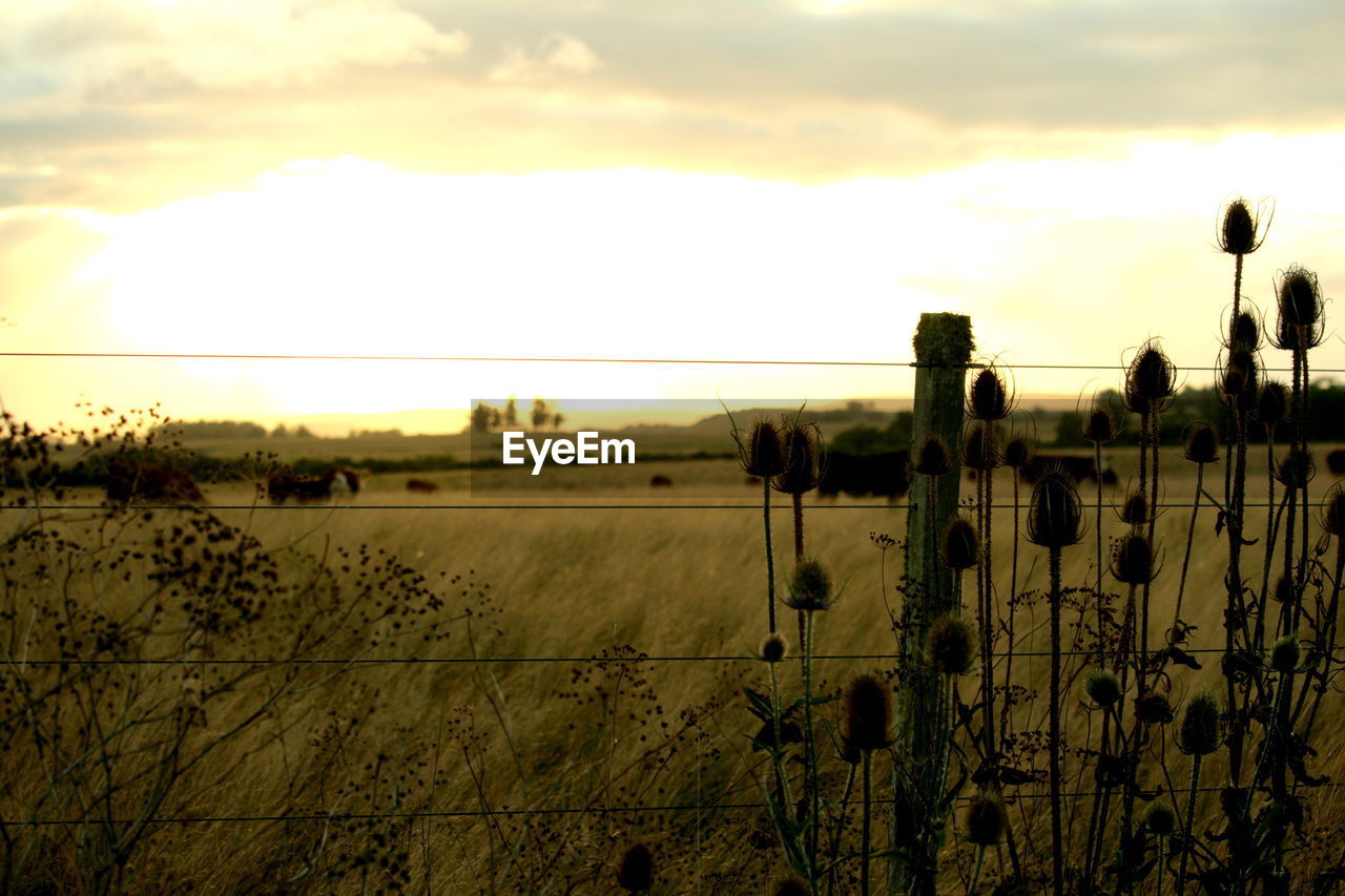 Plants by fence on grassy field against sky during sunset