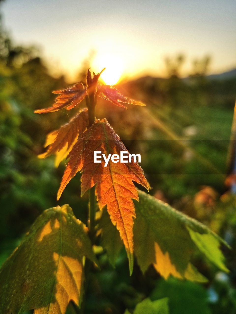 Close-up of maple leaves on plant during sunset