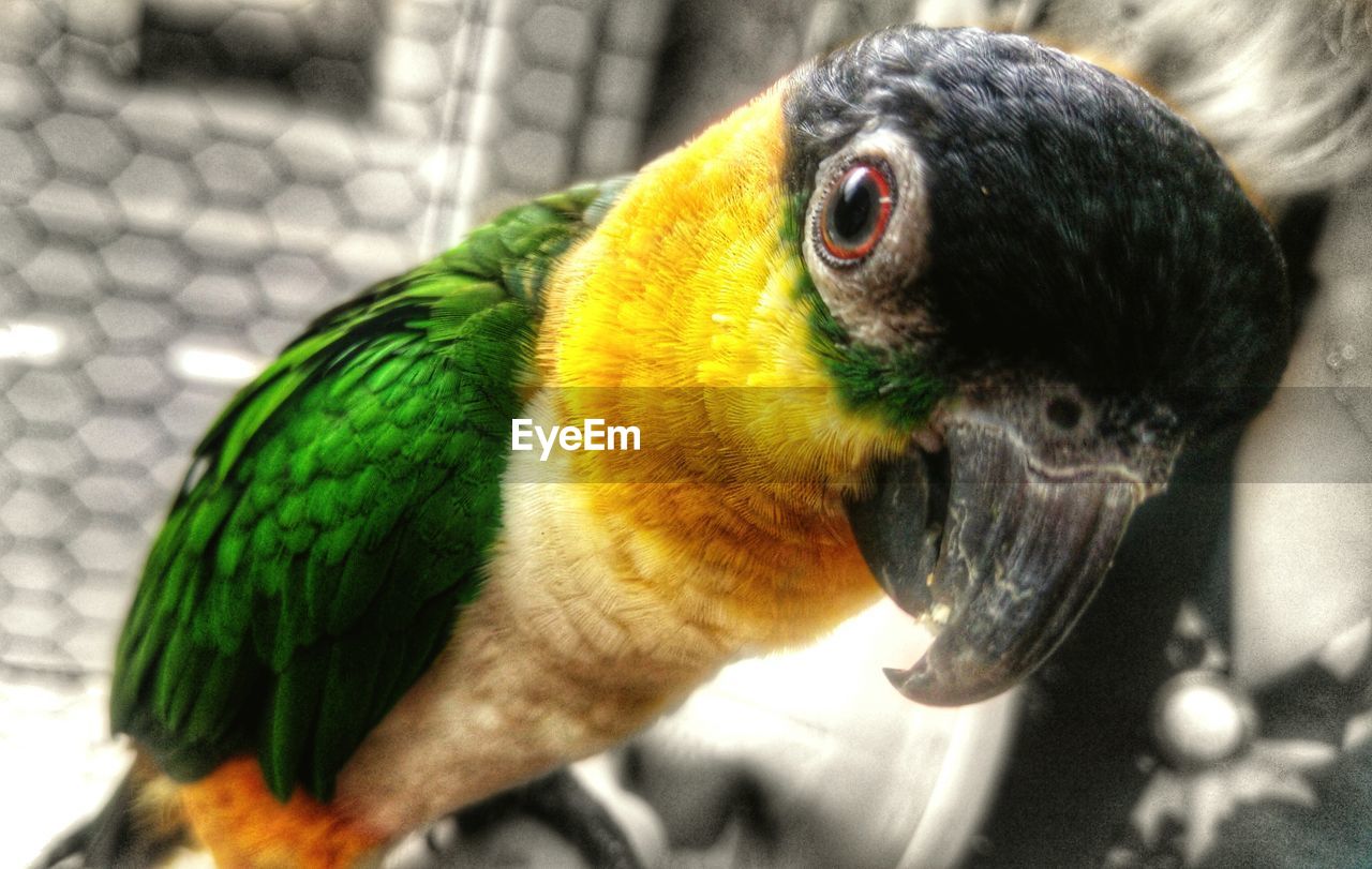 Close-up of parrot in cage