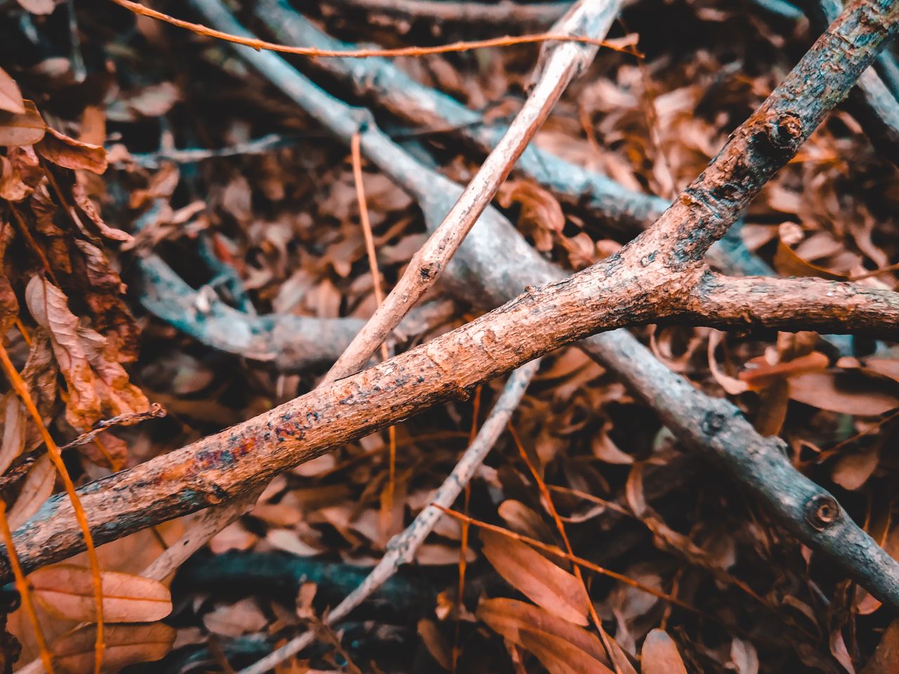 Close-up of dried leaves on field in forest