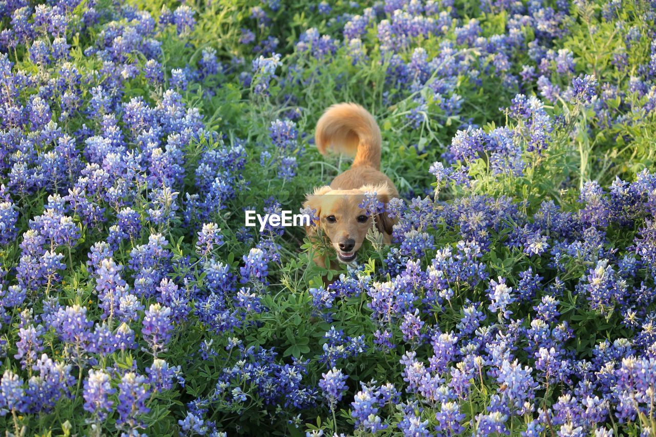 close-up of dog standing amidst plants on field