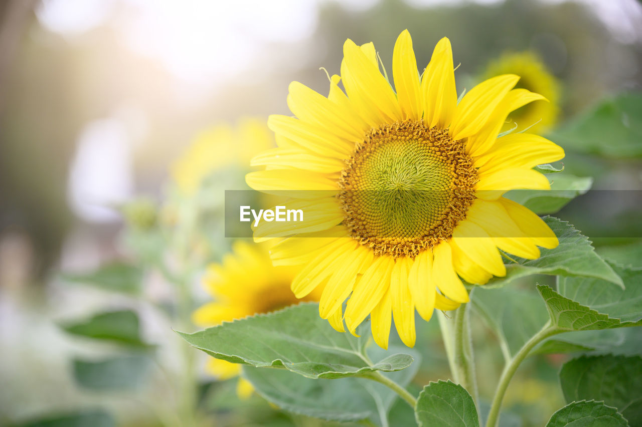 CLOSE-UP OF SUNFLOWER AGAINST YELLOW FLOWERING PLANT