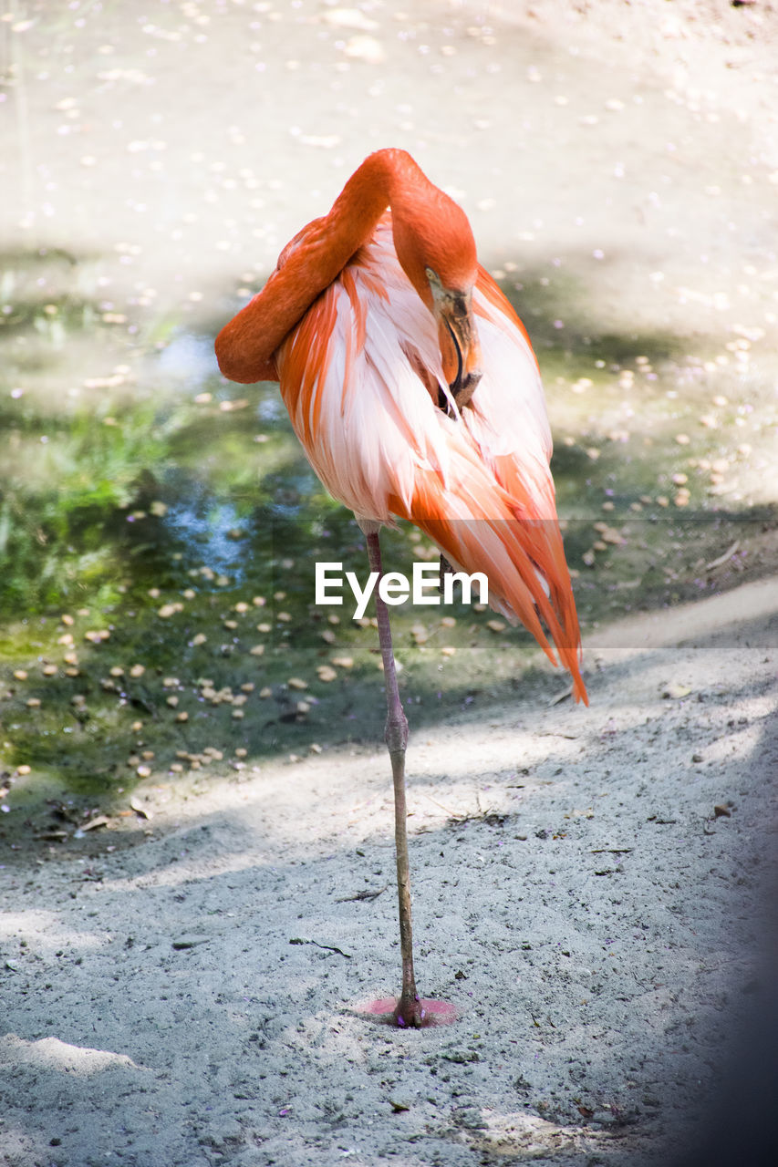 View of a flamingo