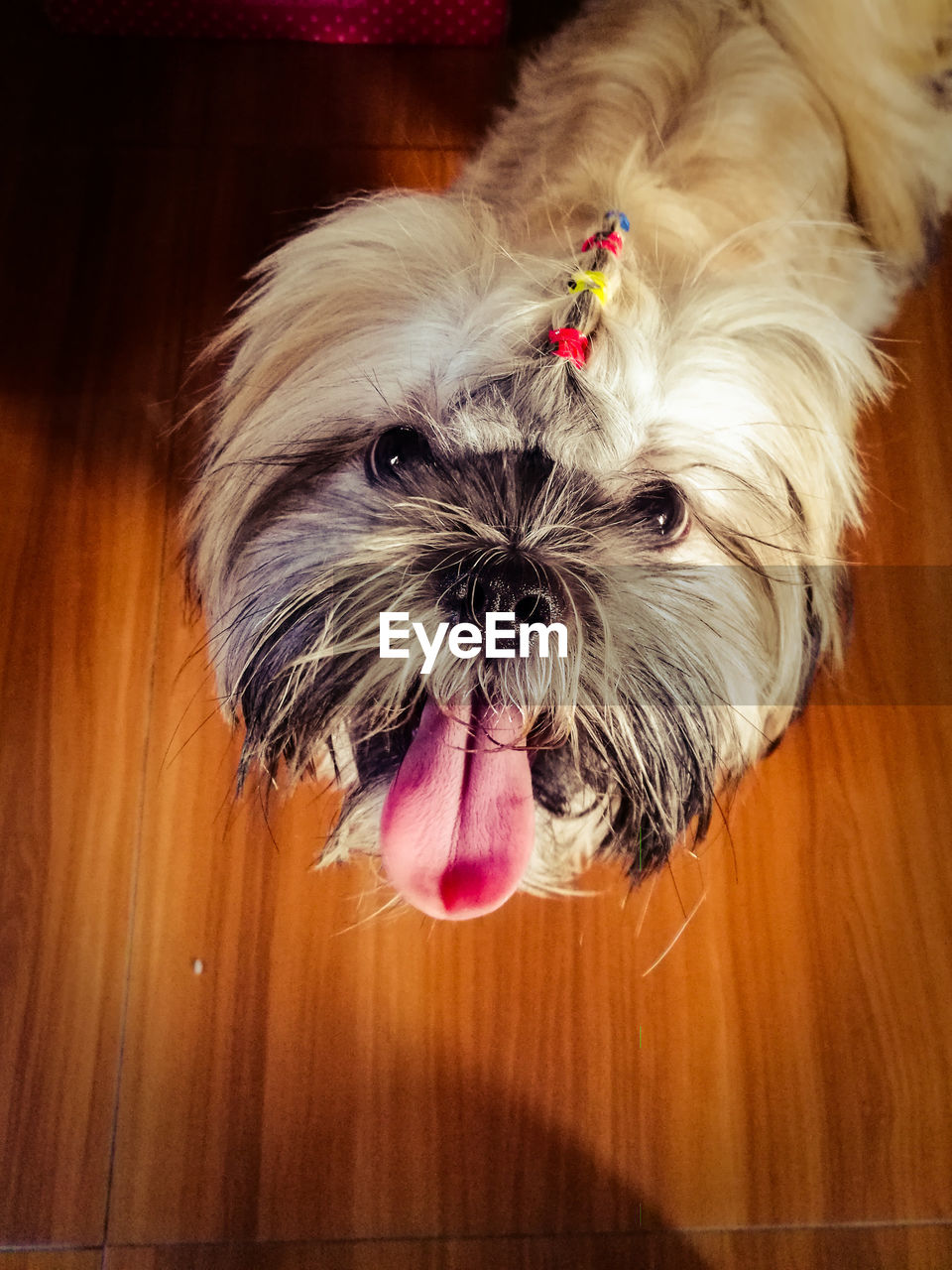 CLOSE-UP PORTRAIT OF DOG STICKING OUT TONGUE ON FLOOR