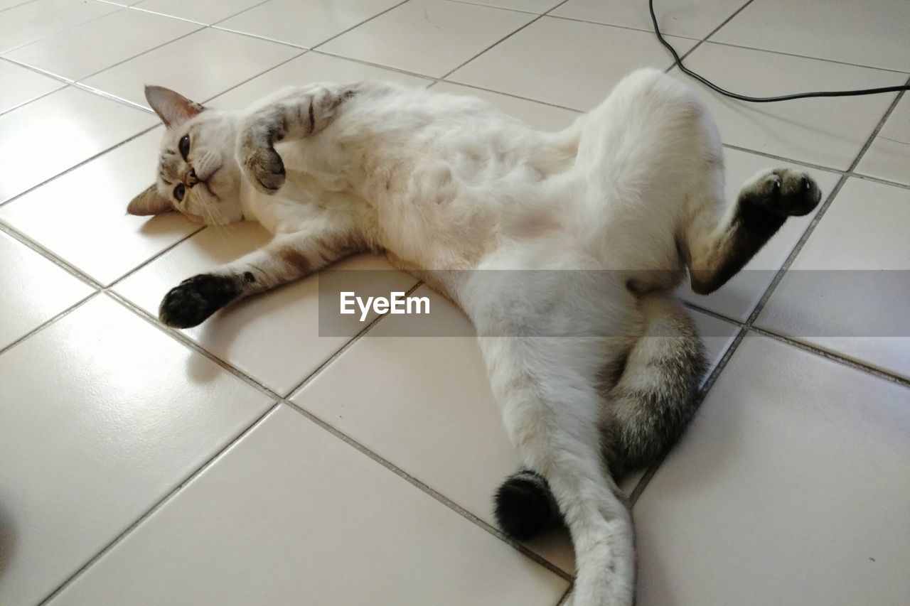 HIGH ANGLE VIEW OF DOG LYING ON FLOOR