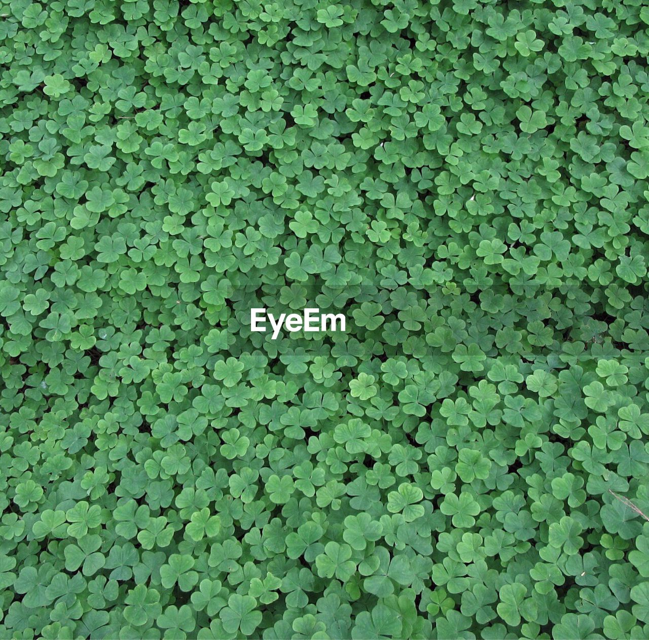 Full frame shot of fresh green leaves