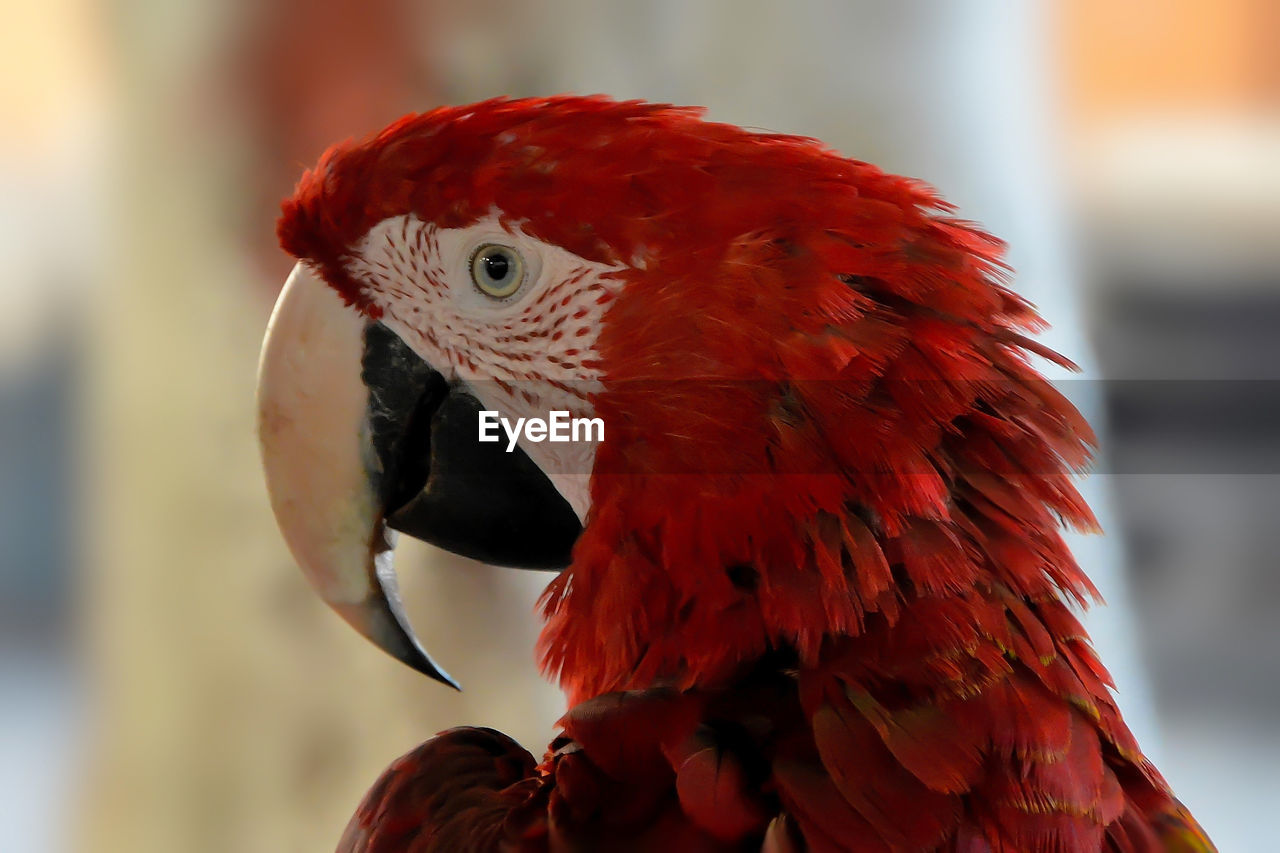 Close-up of parrot