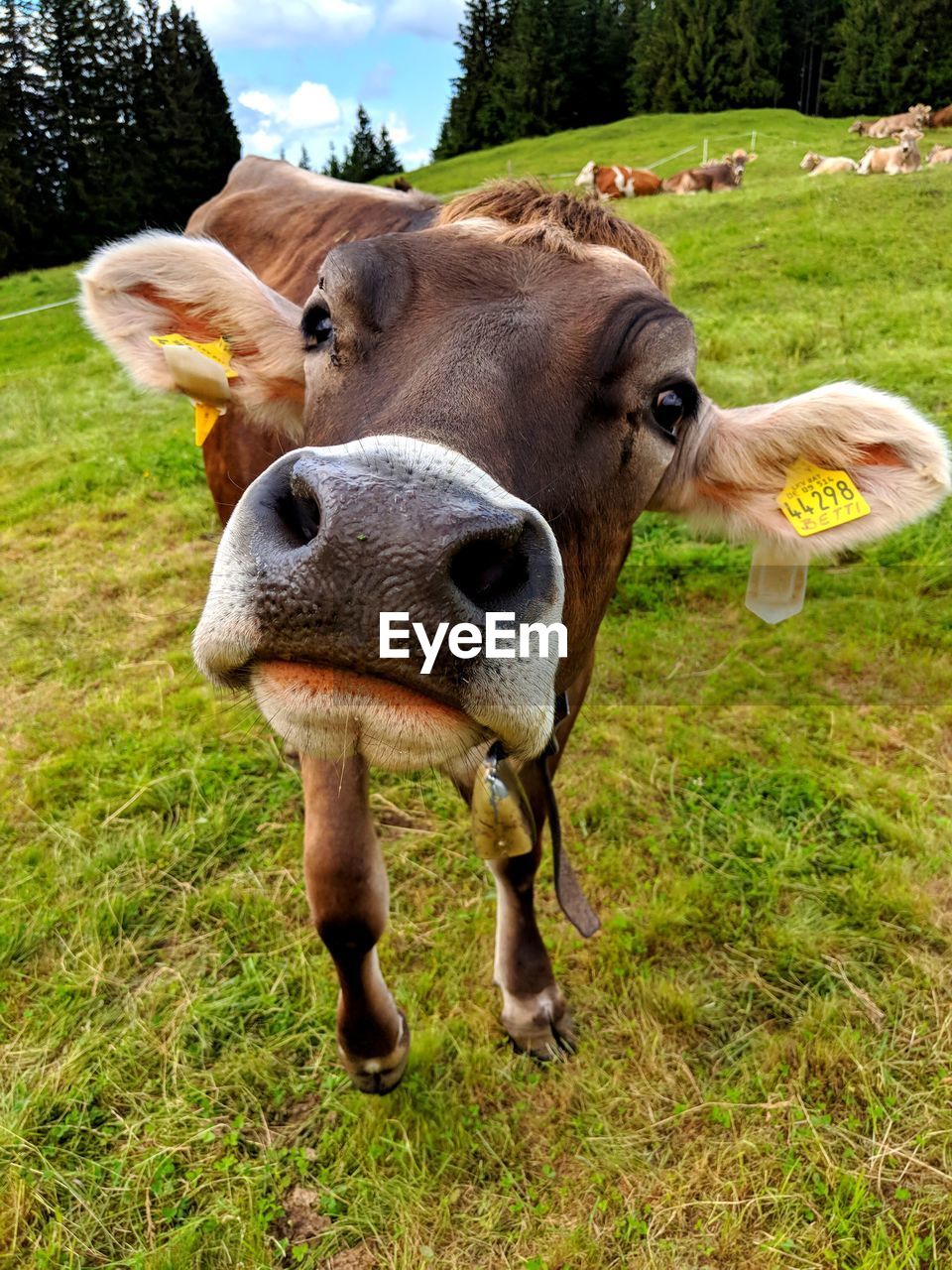 COW STANDING IN FARM