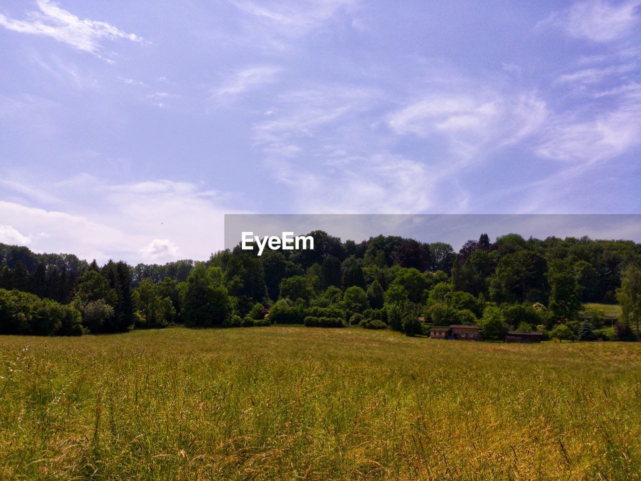 Scenic view of trees on field against sky