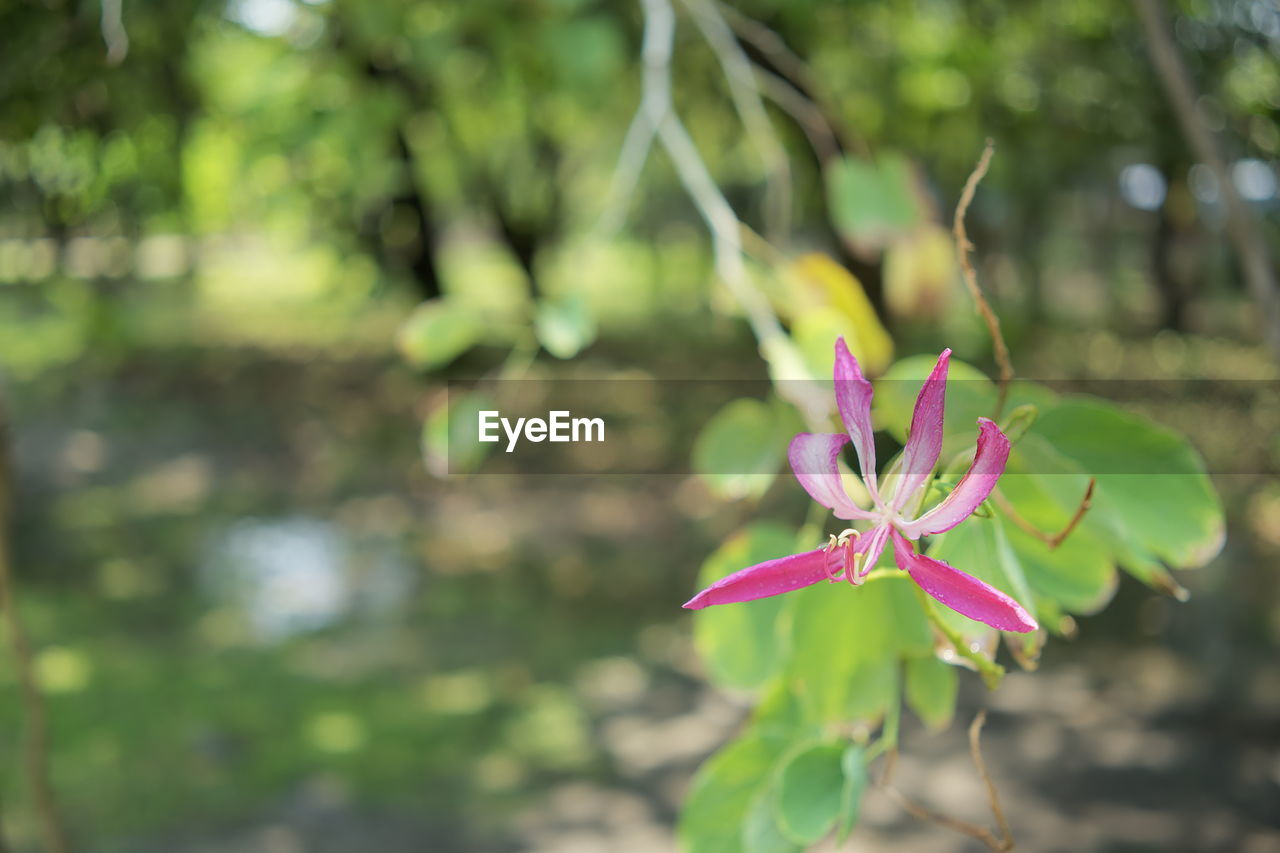 Close-up of pink flowering plant