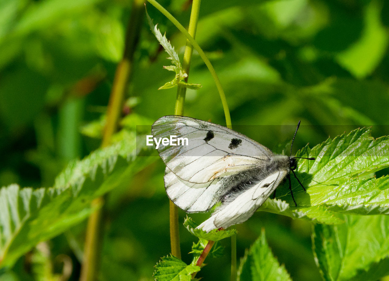 Close-up of butterfly on plant