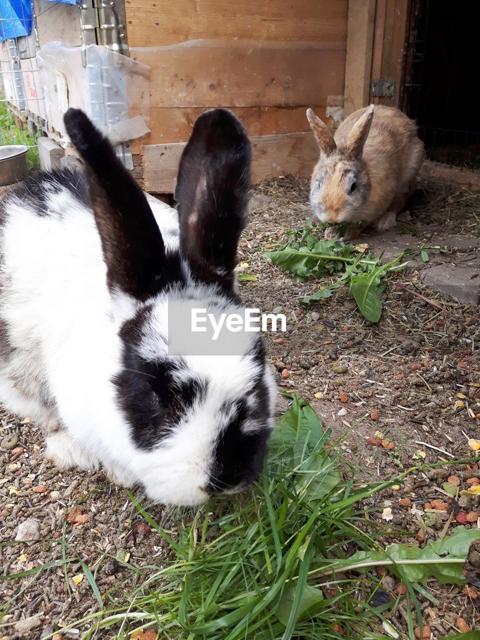 HIGH ANGLE VIEW OF RABBIT ON GROUND